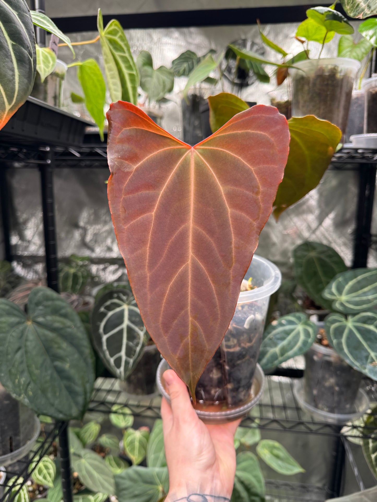 Anthurium Magnificum x Bessese AFF (Wide Sinus)