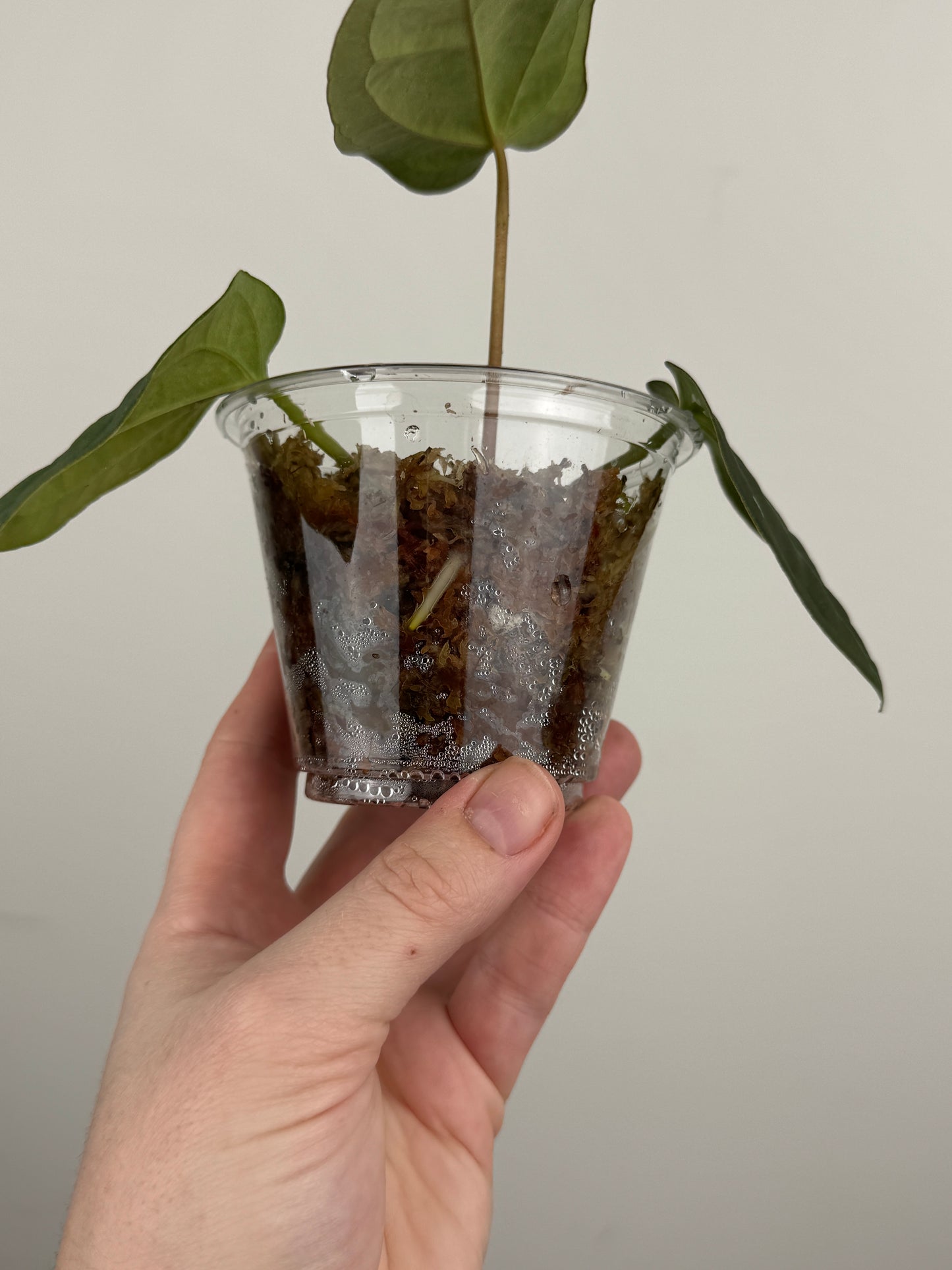 Anthurium ('Not the Mama' x 'AOS') x BVEP