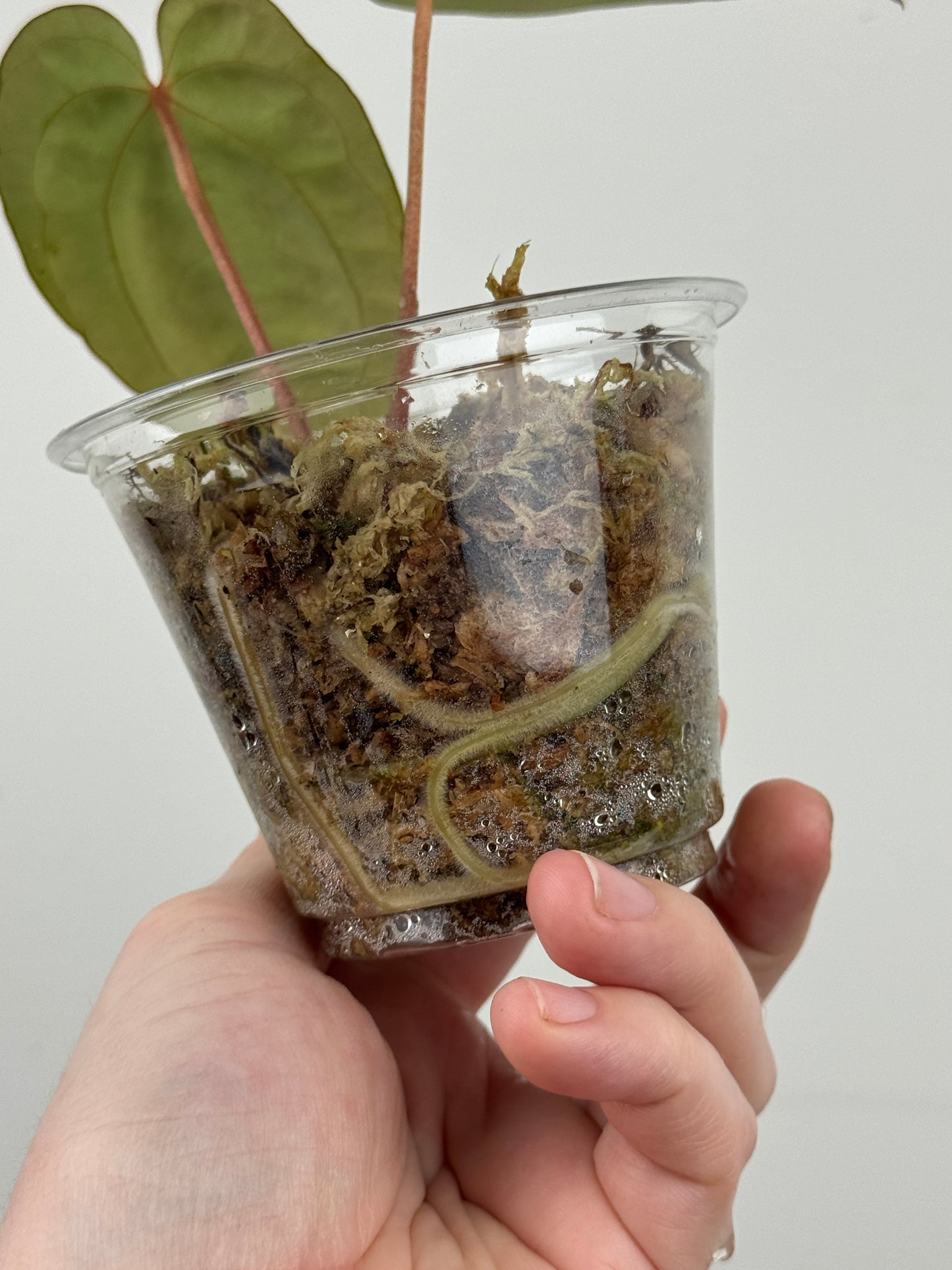 Anthurium ('Michelle' x 'Zara') x Antolakii (BVEP) ('Round' x 'RA1')