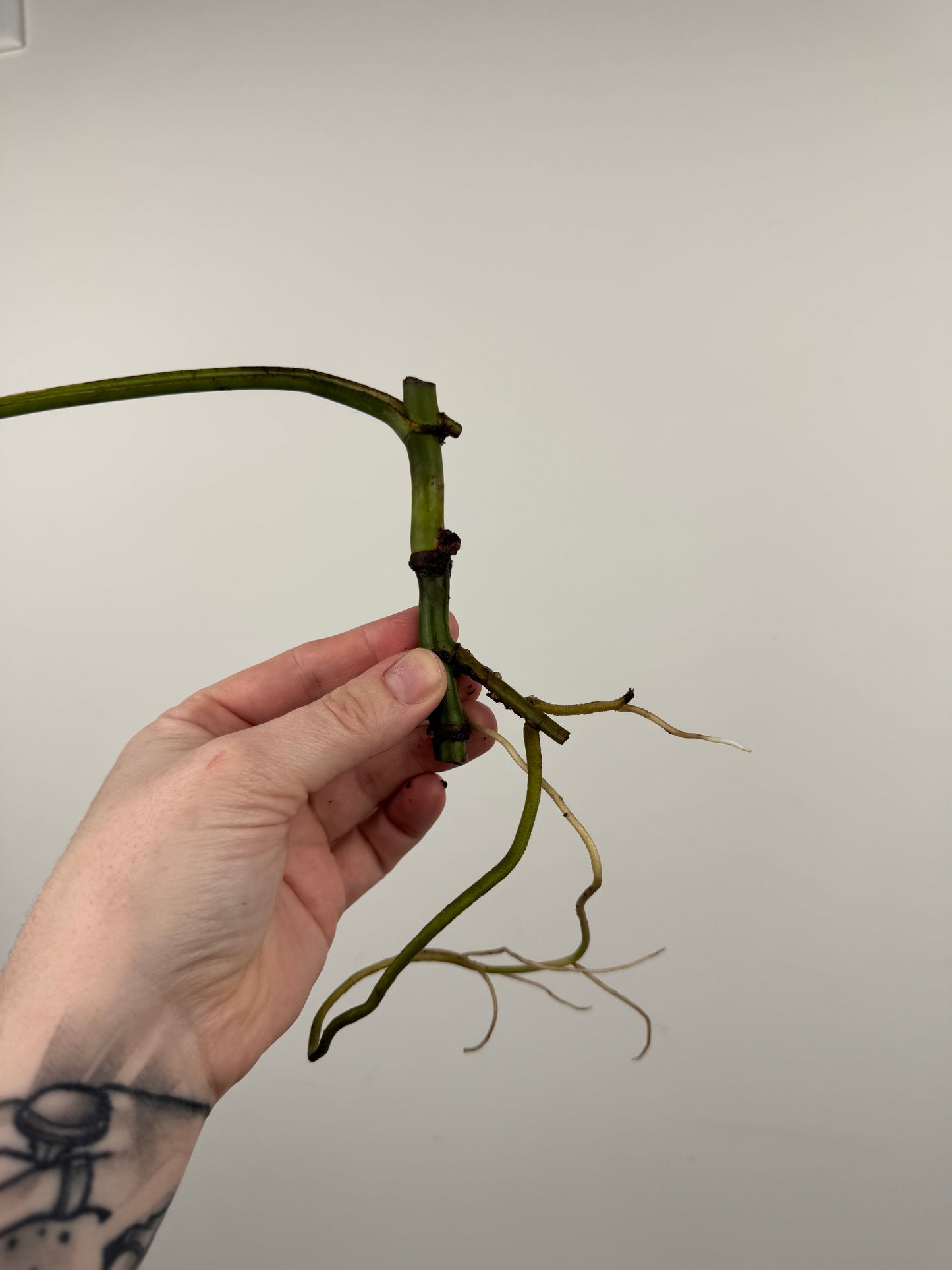 Monstera Sierrana (Hawaiian Clone)