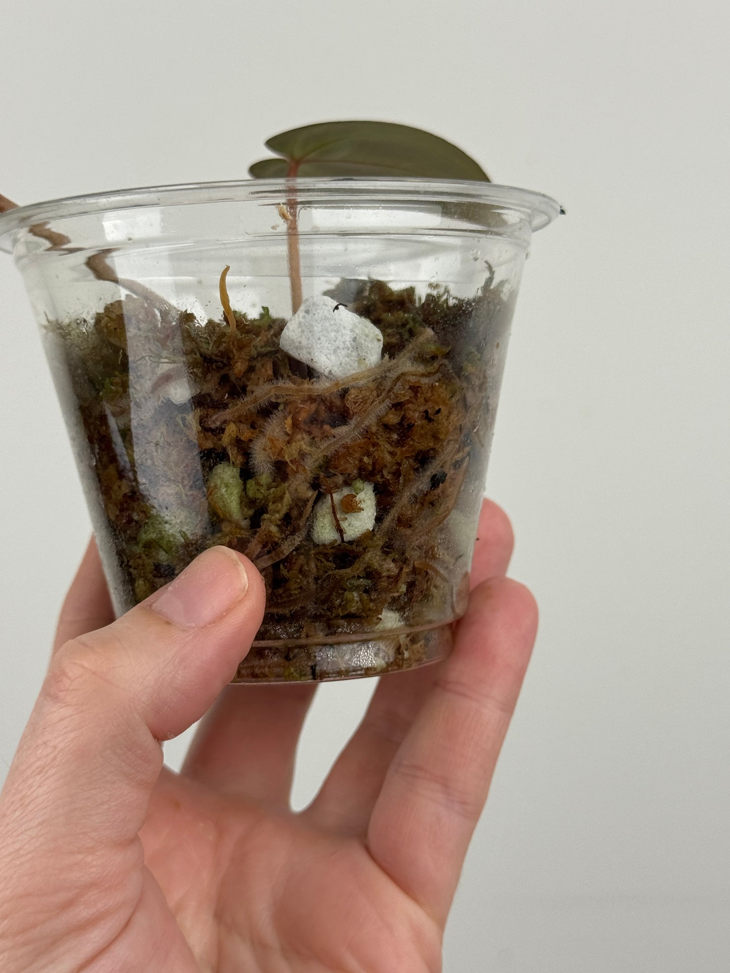 Anthurium 'Red Crystallinum'