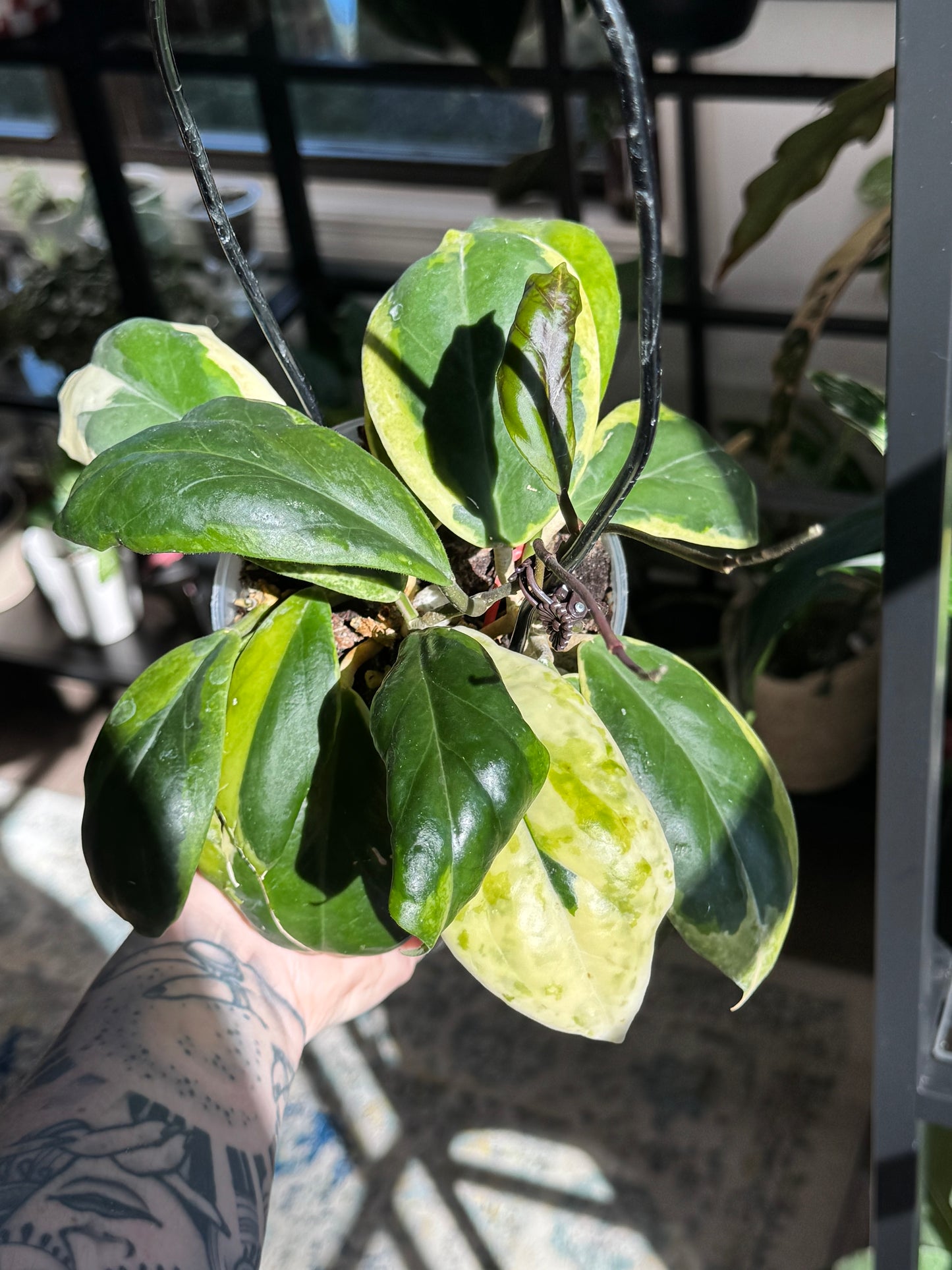 Hoya Incrassata 'Eclipse'