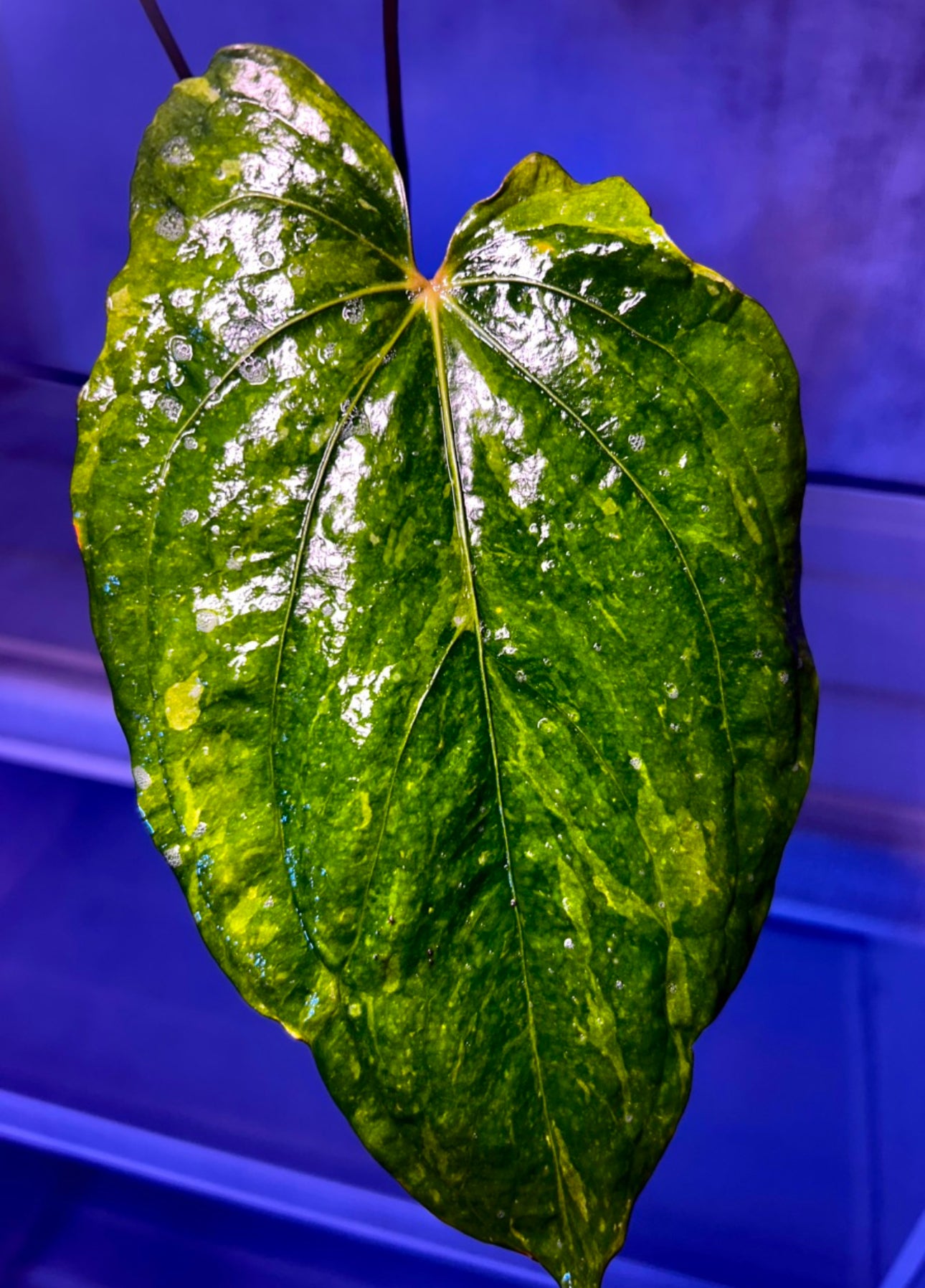 Variegated Anthurium Dressleri x 'Red Vein Dark Phoenix (RVDP)'