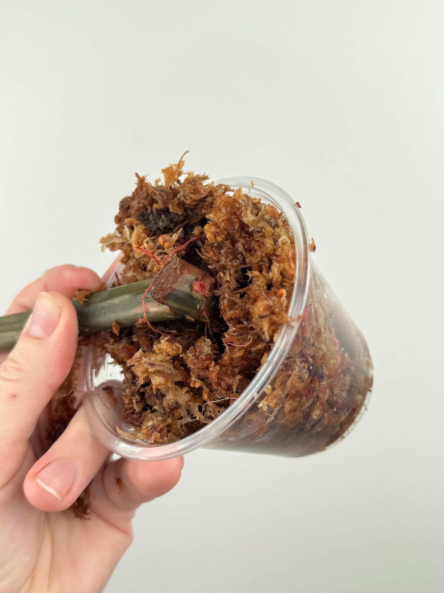 Philodendron 'Caramel Marble' Rooted Cutting