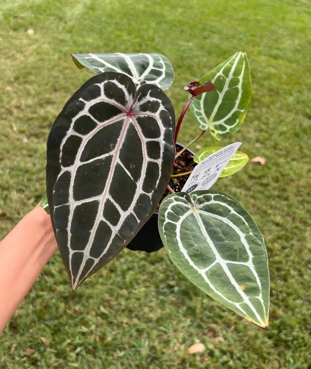 Anthurium 'Michelle' (Doc Block) Offset