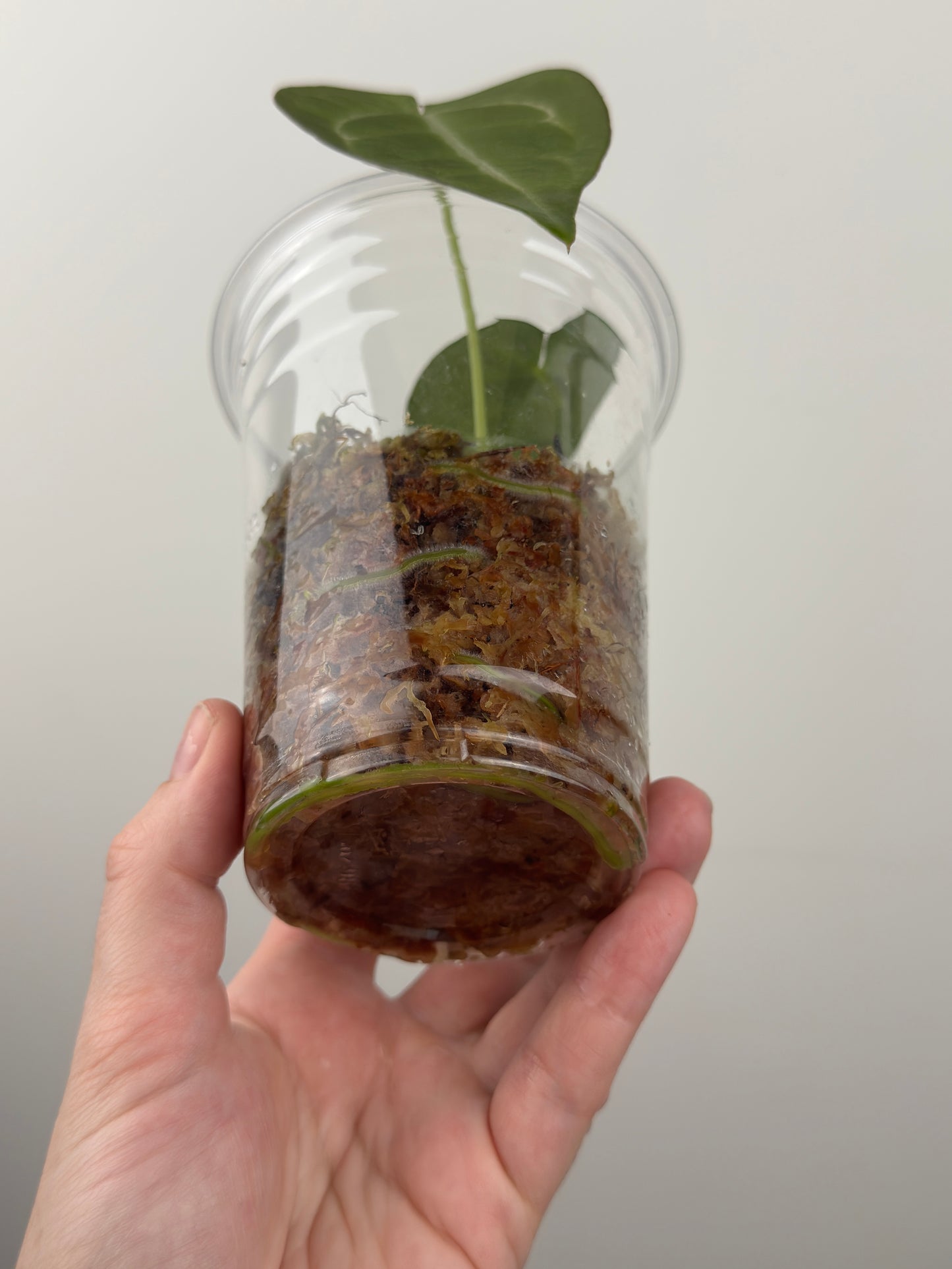 Anthurium Magnificum x Forgetii