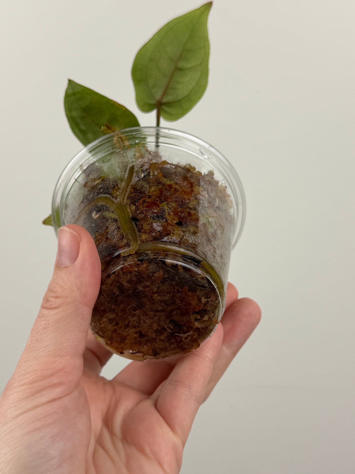 Anthurium 'Velvet Giant' x ('Fort Sherman' x SELF)