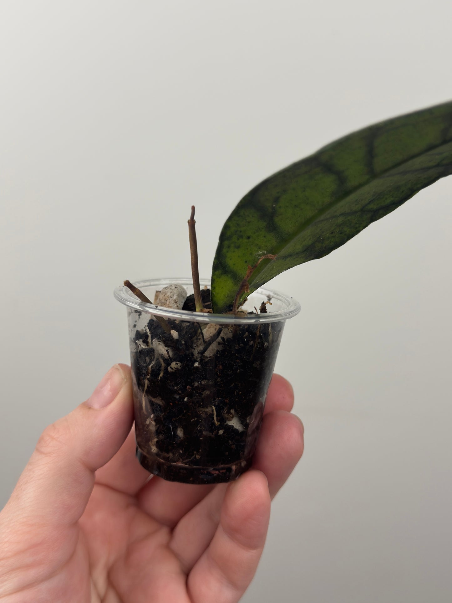 Hoya Callistophylla 'Black Cat' (C)