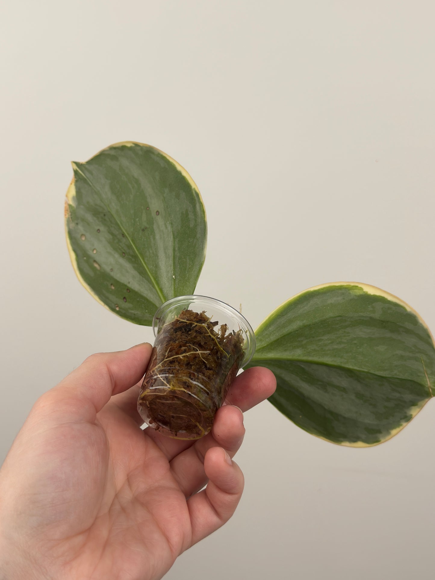 Hoya Pachyclada Albomarginata