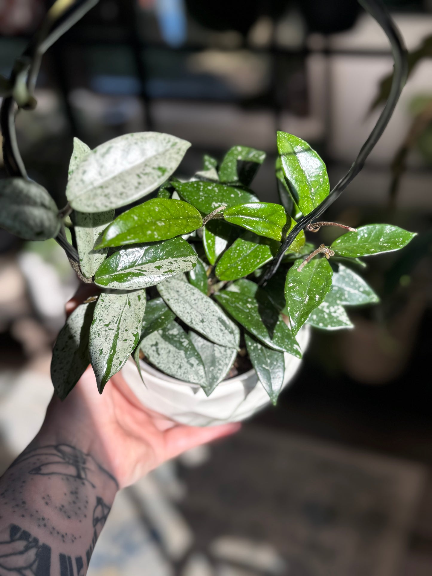 Hoya Carnosa 'Wilbur Graves' (C)