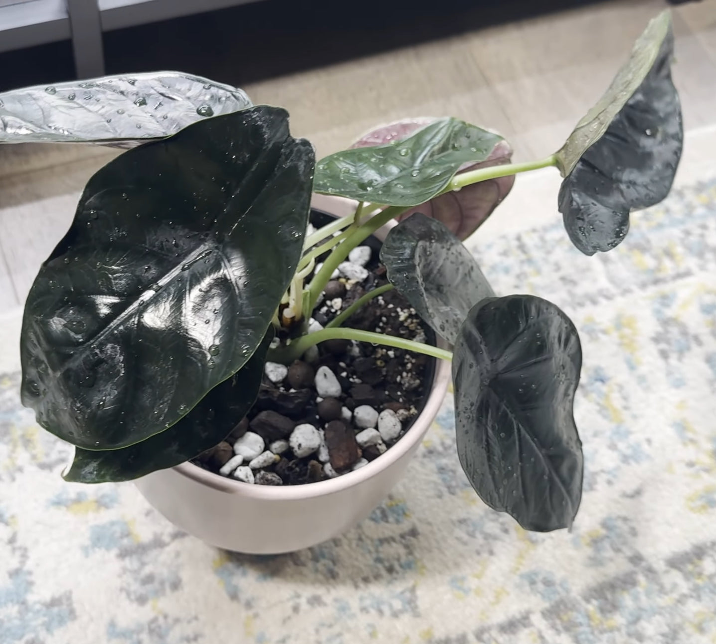 Alocasia ‘Green Unicorn’