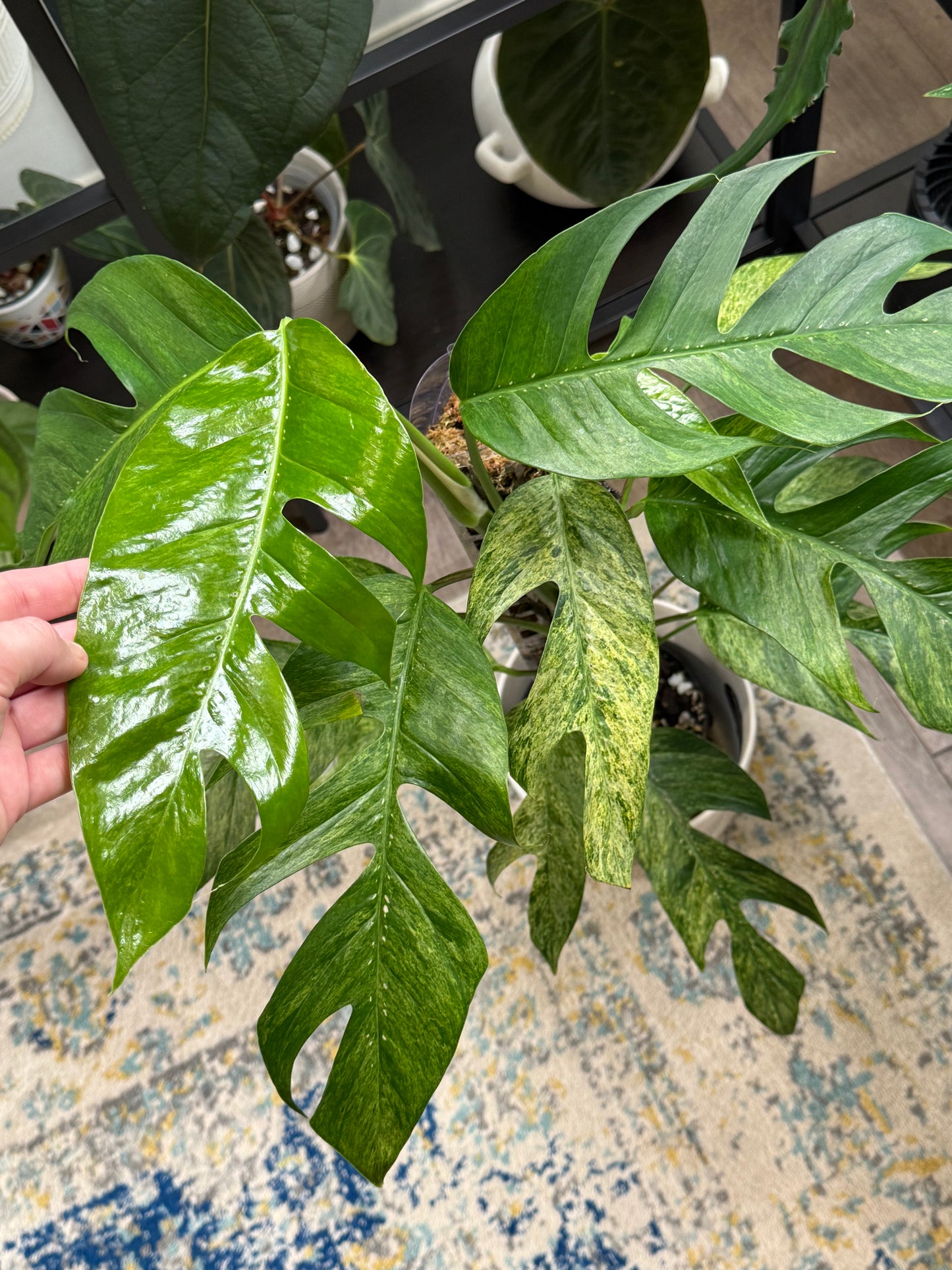 Epipremnum Pinnatum Tricolor Mint Variegated (A)