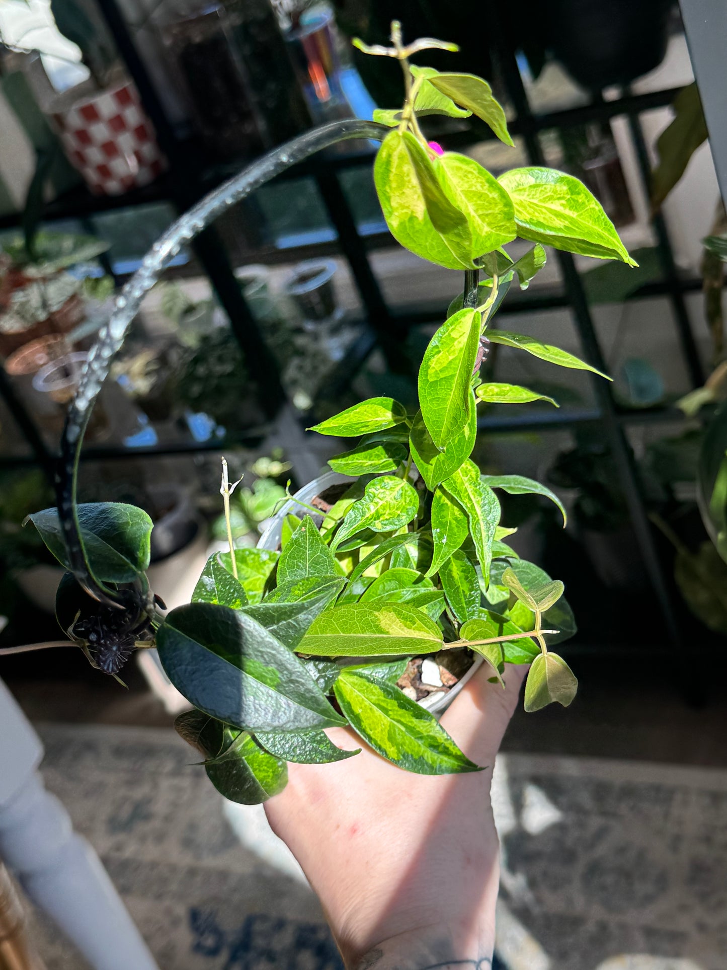 Hoya Dennisii 'Frida' (C)