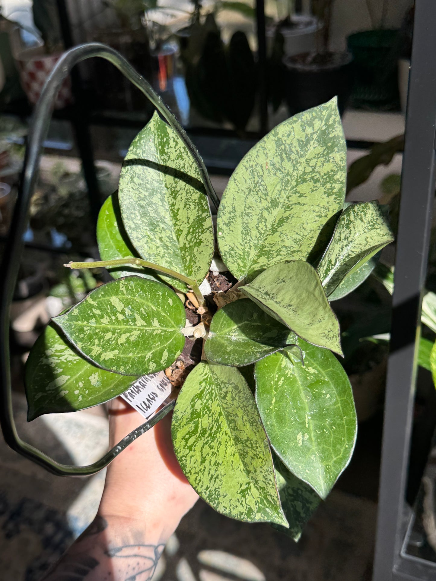 Hoya Patcharawalai 023 (Icensis Splash)