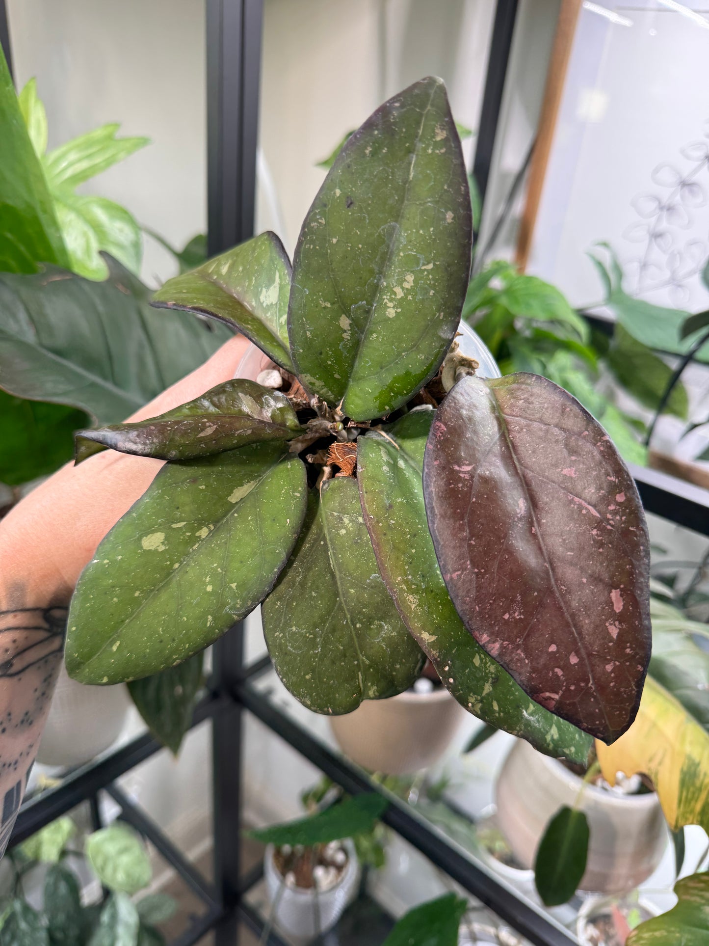 Hoya Patcharawalai 077 (B)