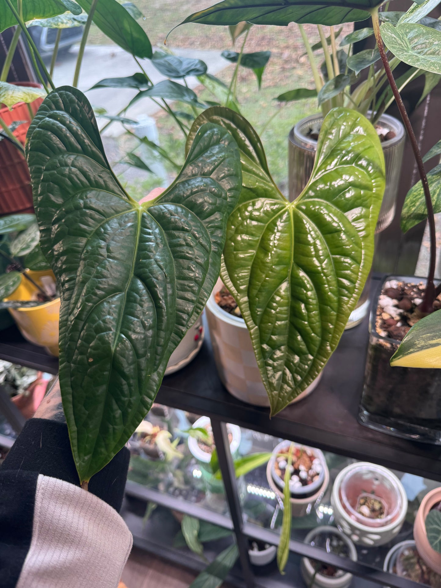 Anthurium Nigrolaminum 'Gigi' x Luxurians