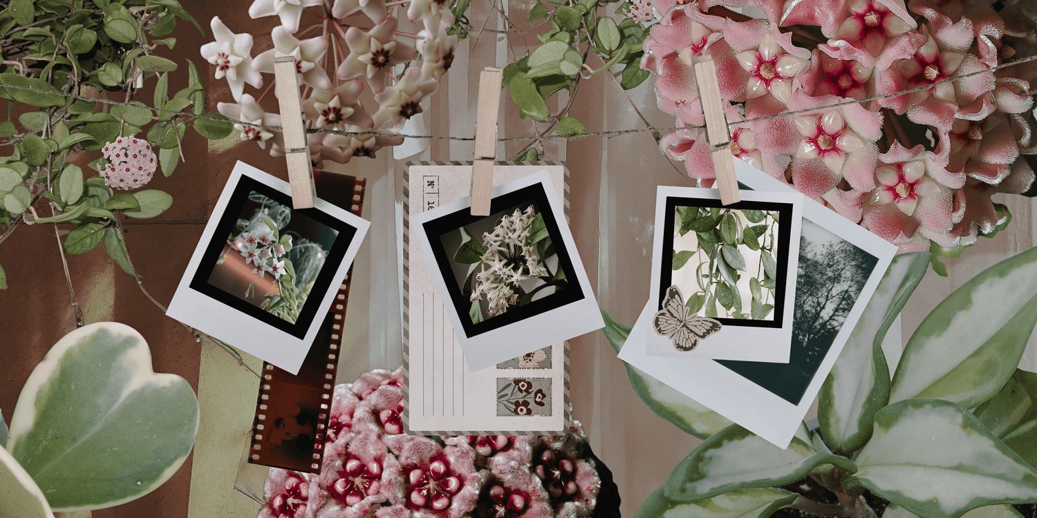 Bright pink fuzzy Hoya flowers surrounded by lush green foliage