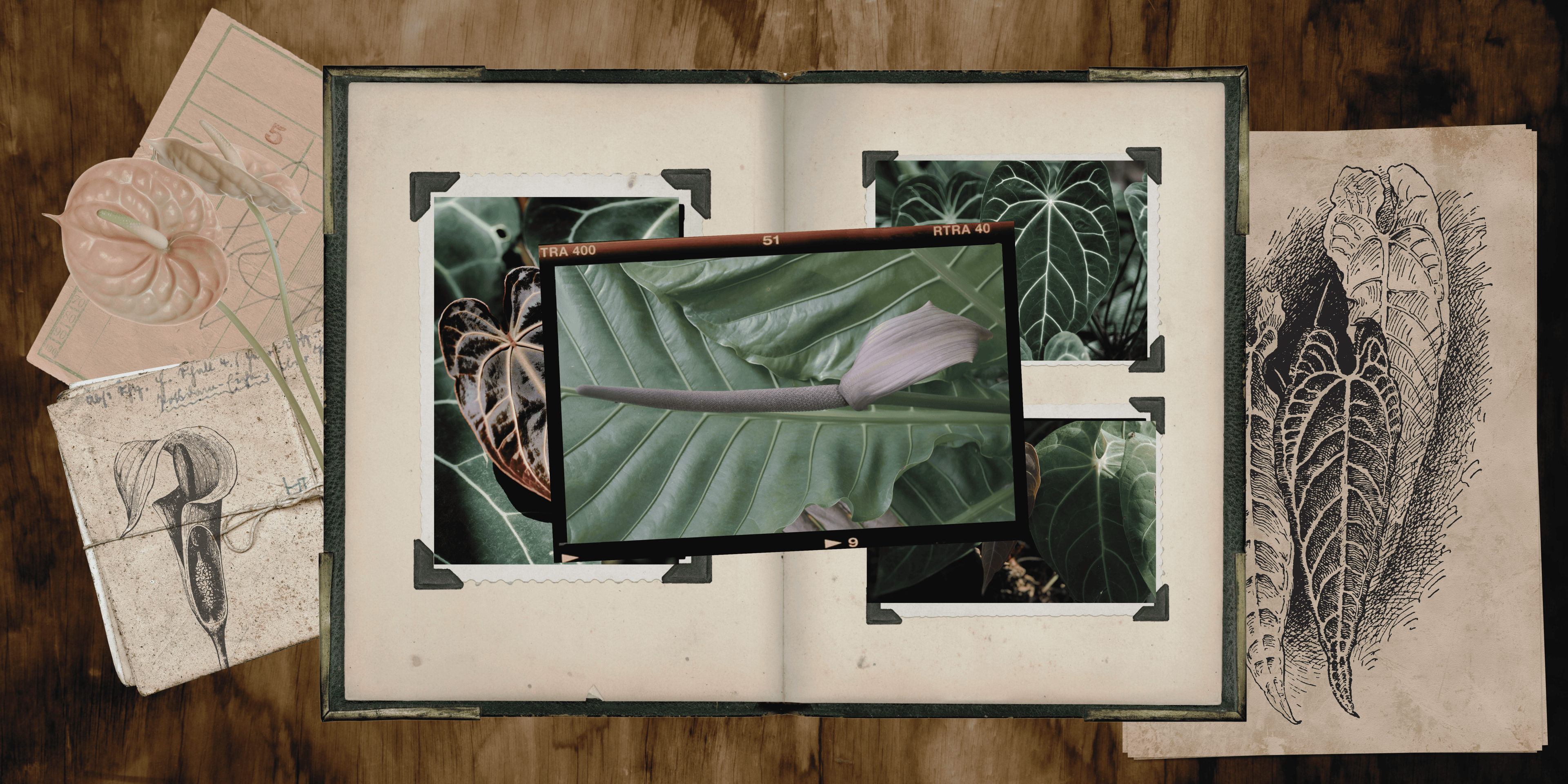 A purple Anthurium spathe in front of a green background which features a bird's nest Anthurium