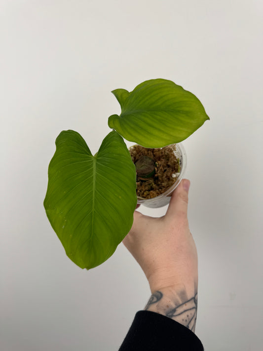 Homalomena sp. Java (non-variegated propagation)