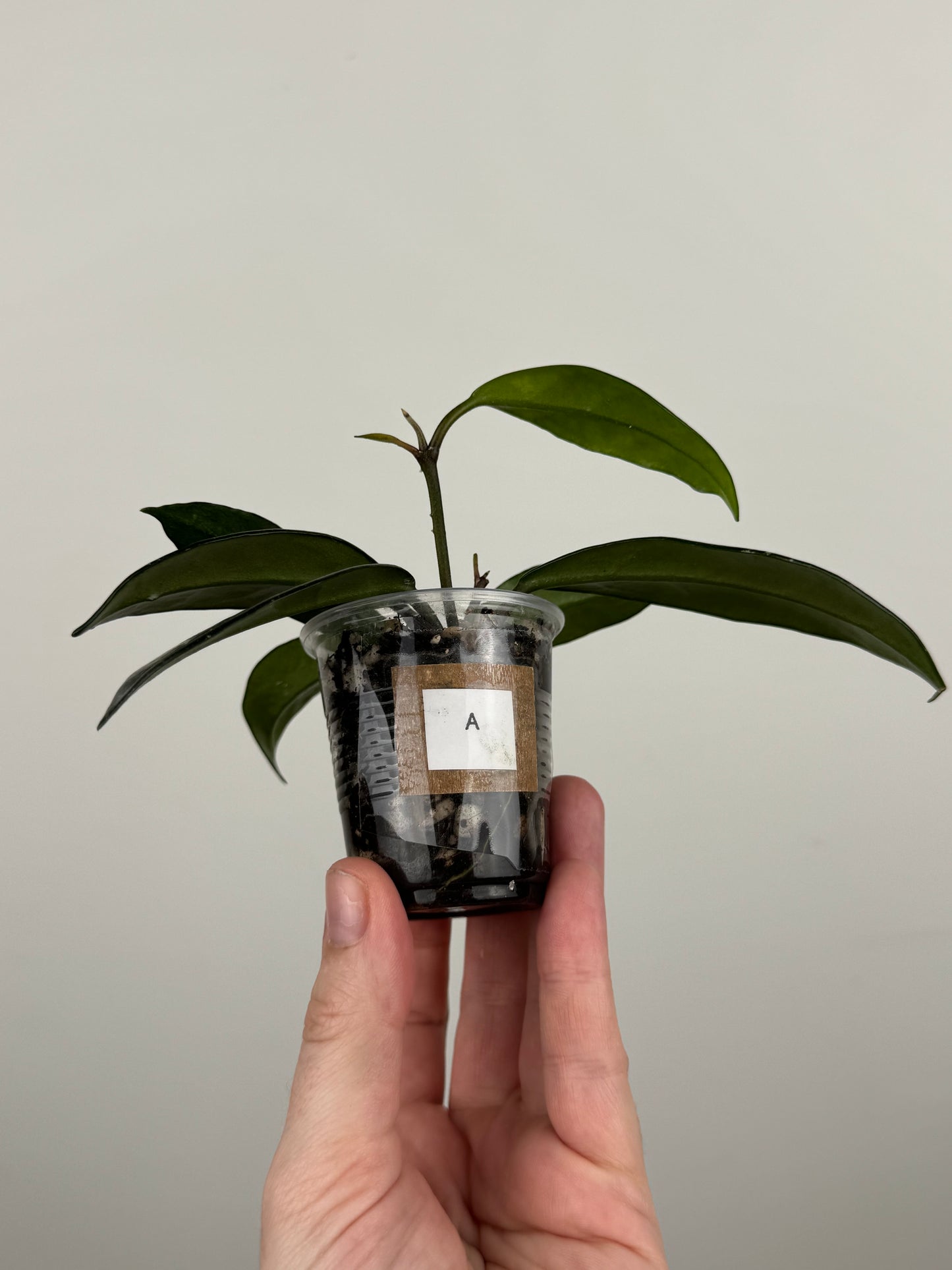 Hoya Carnosa 'Wilbur Graves' (A)