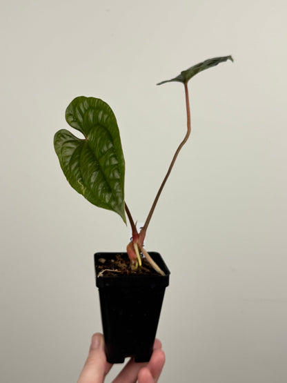 Anthurium Nigrolaminum 'Gigi' x Luxurians