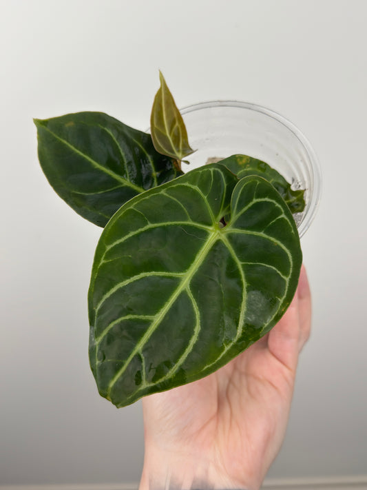 Anthurium Regale