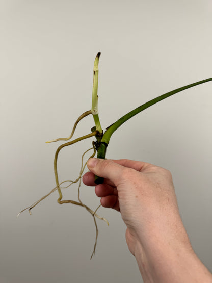 Monstera Sierrana (Hawaiian Clone)