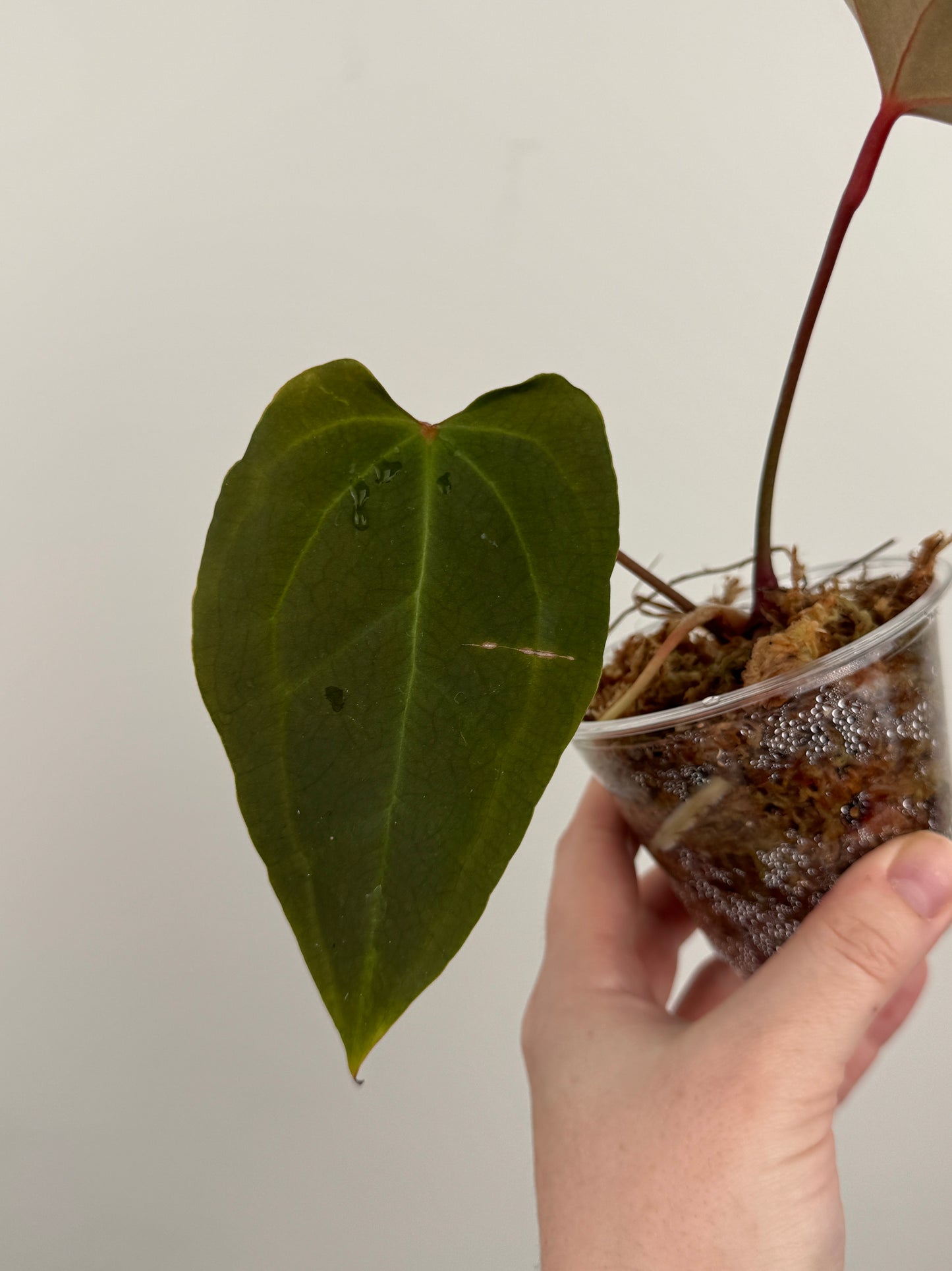 Anthurium Magnificum x Bessese AFF (Wide Sinus)