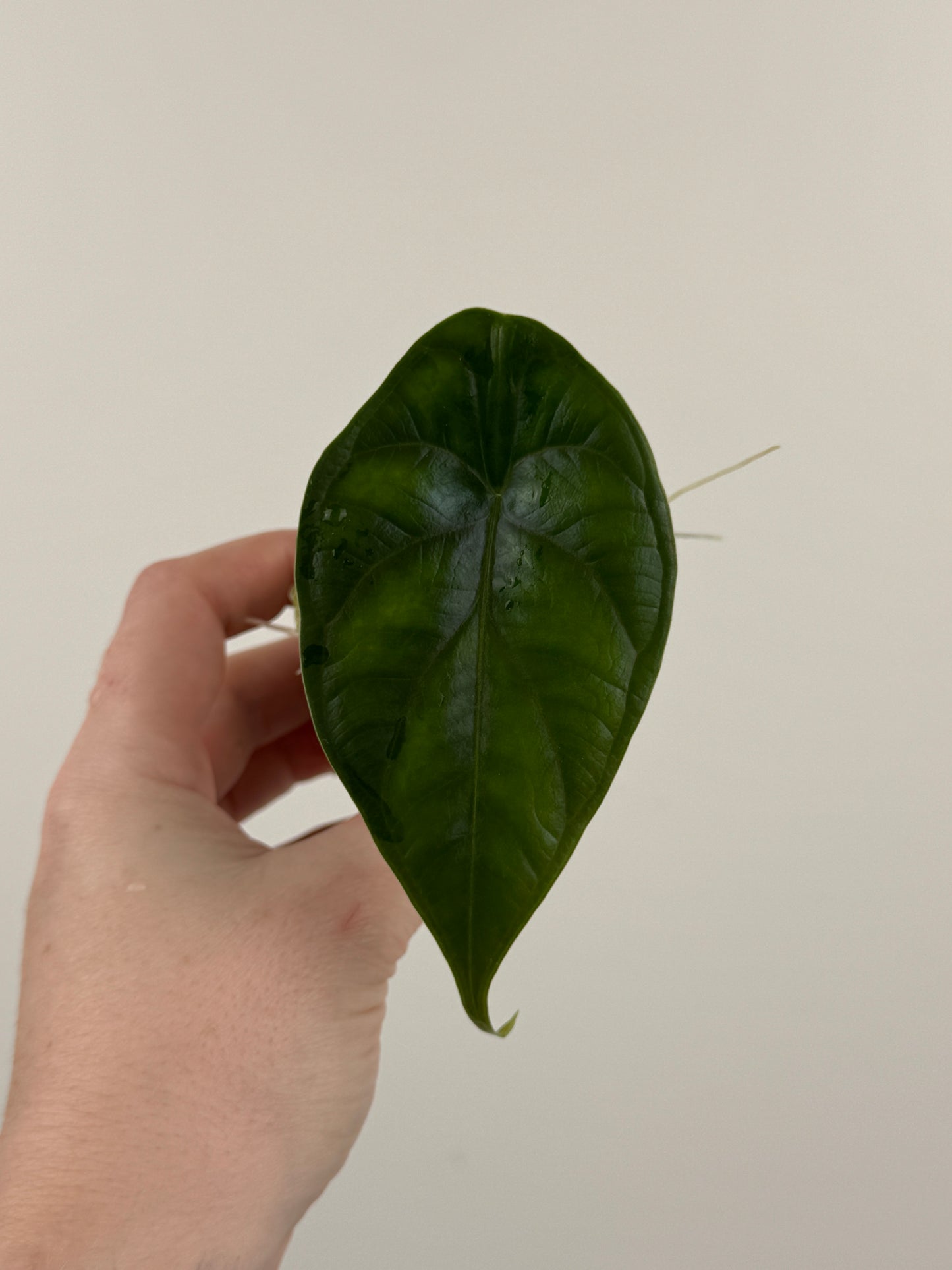 Alocasia ‘Green Unicorn’