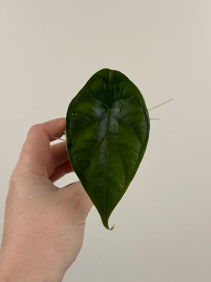 Alocasia ‘Green Unicorn’