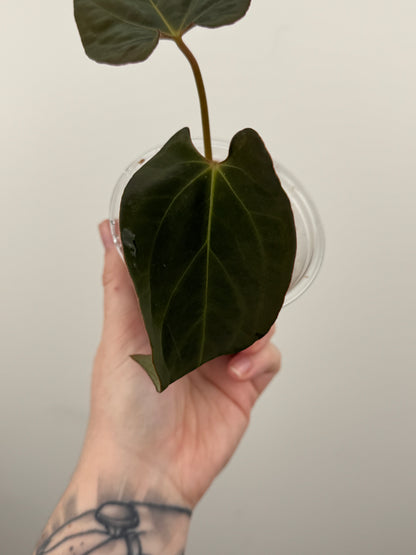 Anthurium ('Delta Dawn' x Antolakii (BVEP)) x Papillilaminum 'Gatorbod'