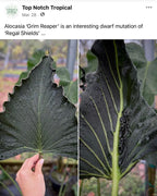 Alocasia 'Grim Reaper' Regal Shields Mutated Form