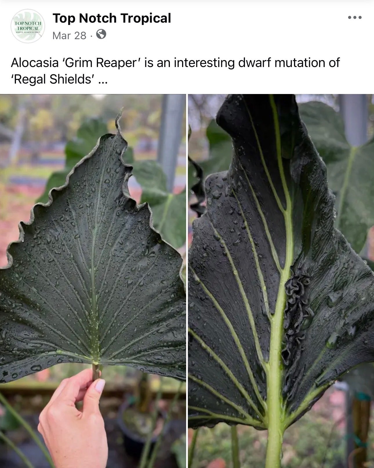 Alocasia 'Grim Reaper' Regal Shields Mutated Form