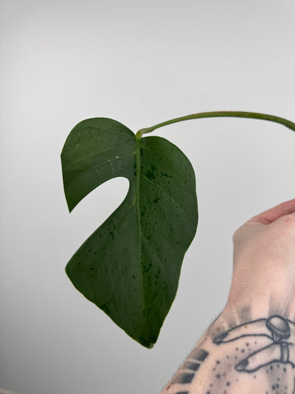 Monstera Sierrana (Hawaiian Clone)