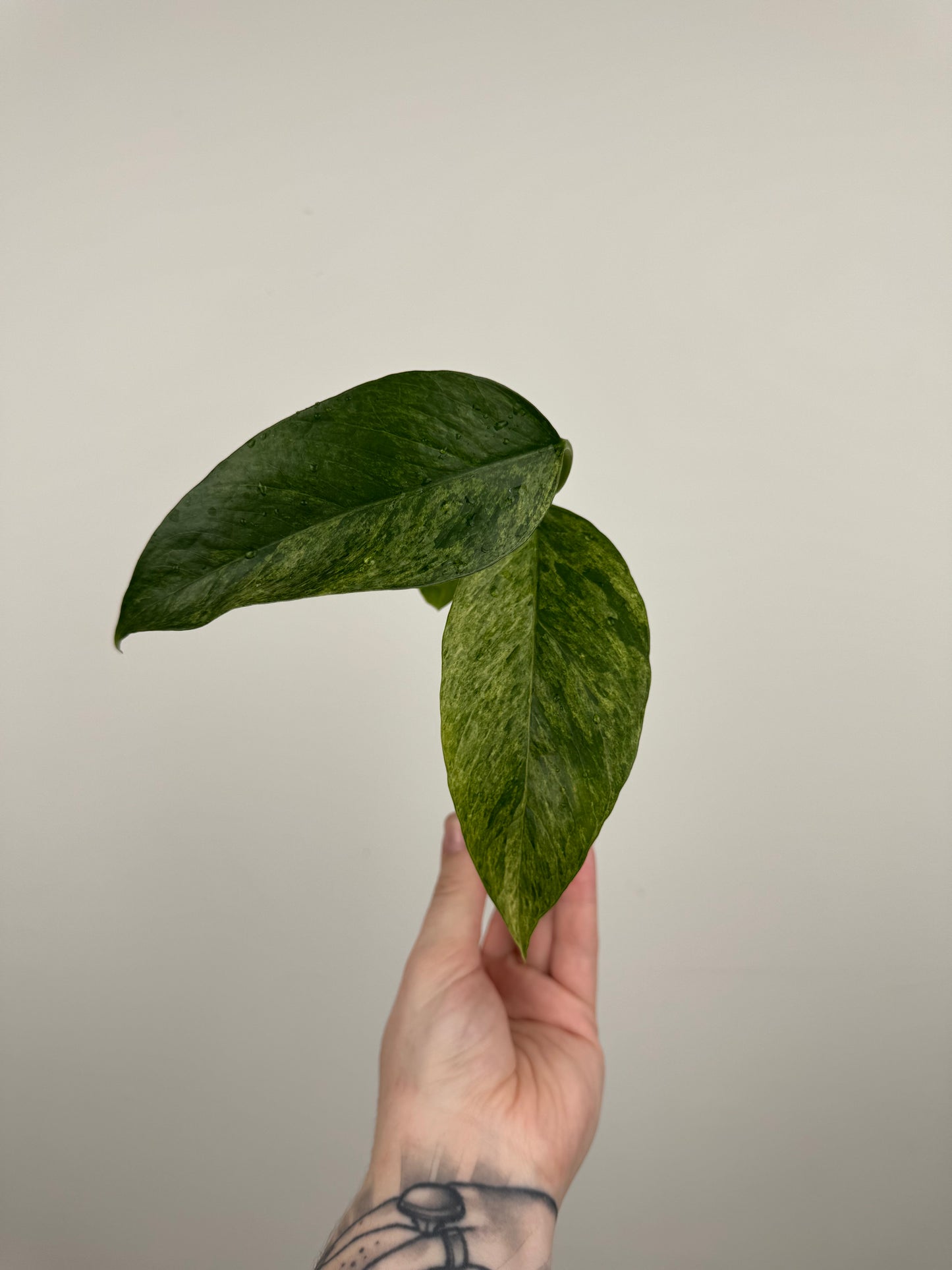 Epipremnum Pinnatum Tricolor Mint Variegated (B)