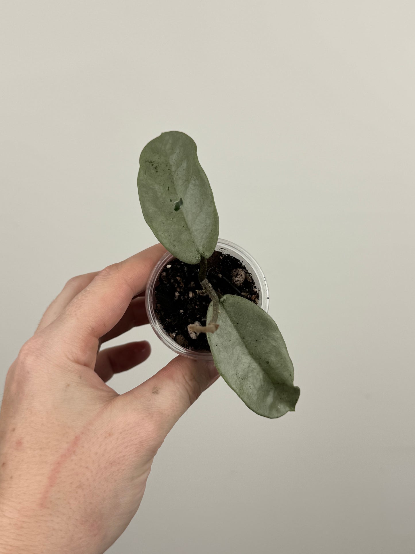 Hoya Carnosa 'Nova Ghost'