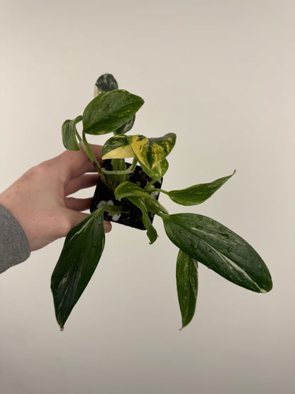 Monstera Standleyana Aurea High Variegation (A)