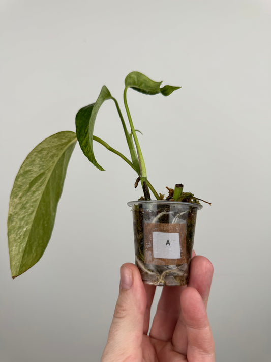 Epipremnum Pinnatum Tricolor Mint Variegated (A)