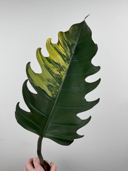 Philodendron 'Caramel Marble' Rooted Cutting