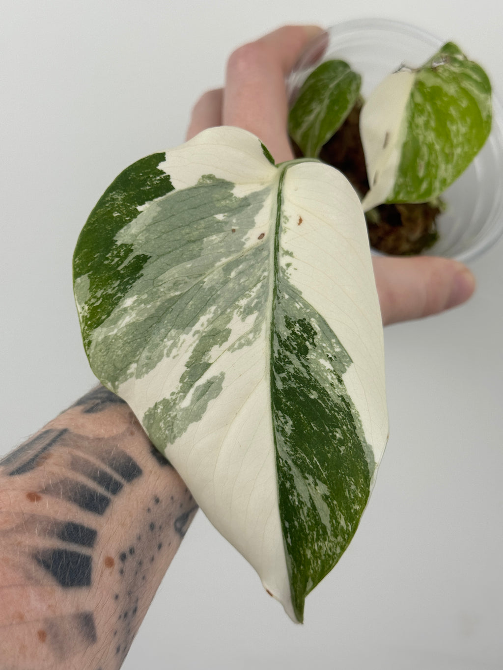 Monstera Borsigiana Albo ('White Tiger')