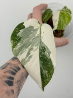Monstera Borsigiana Albo ('White Tiger')