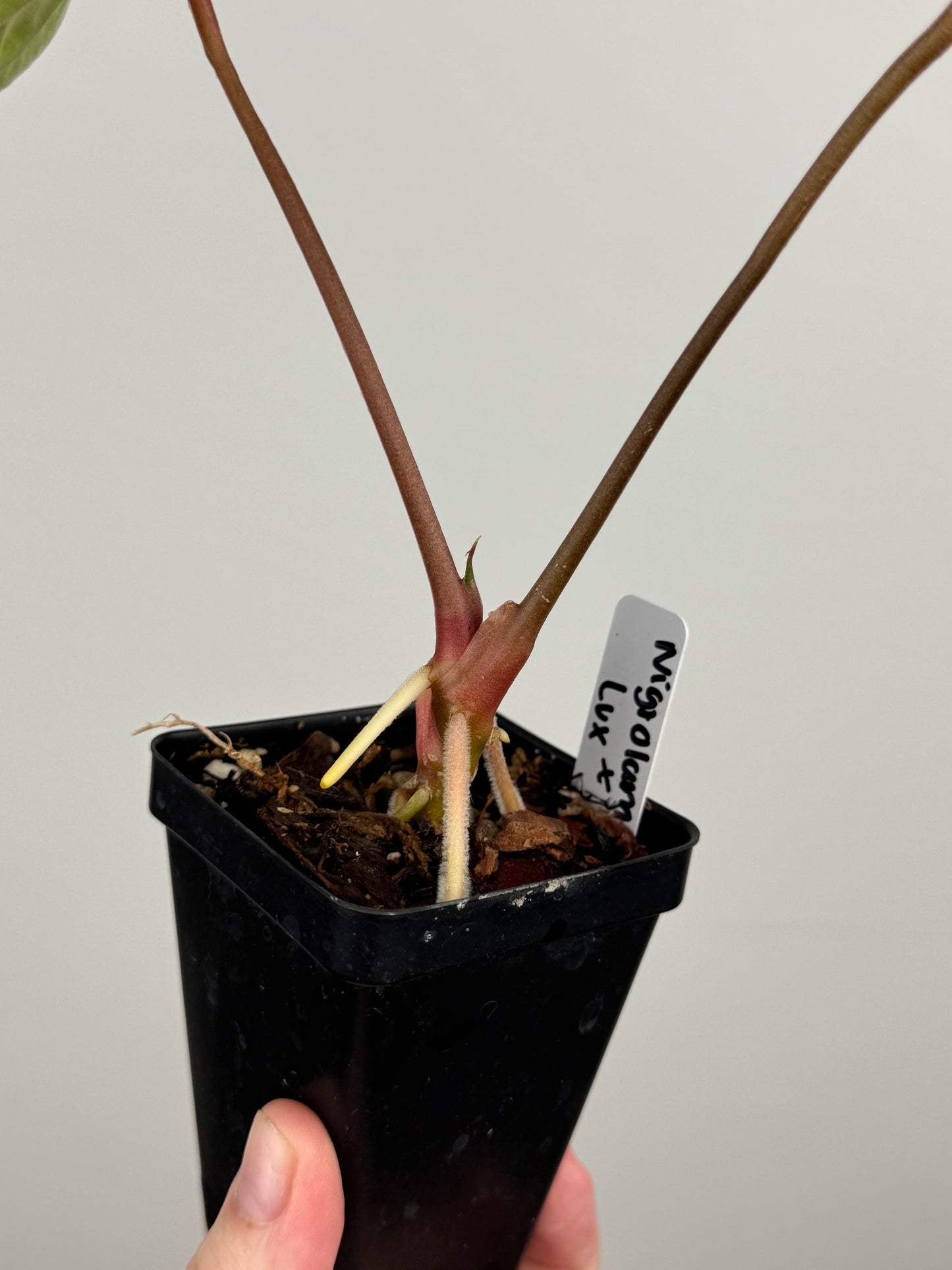 Anthurium Nigrolaminum 'Gigi' x Luxurians