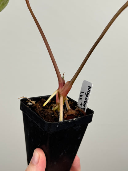 Anthurium Nigrolaminum 'Gigi' x Luxurians