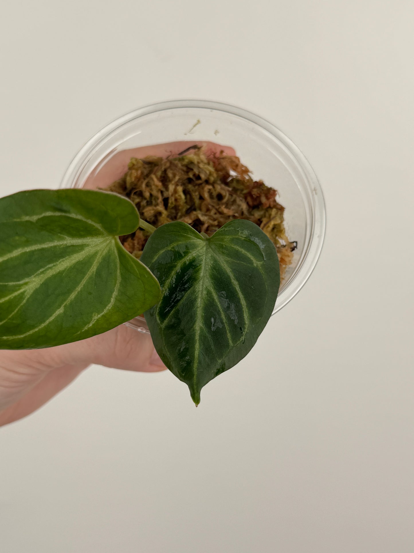 Anthurium HU / KOS 'Butterfly'