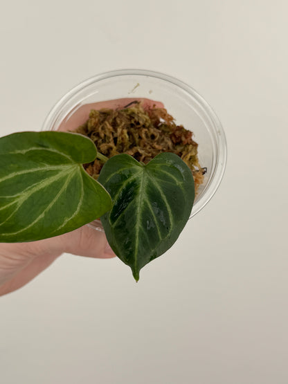 Anthurium HU / KOS 'Butterfly'