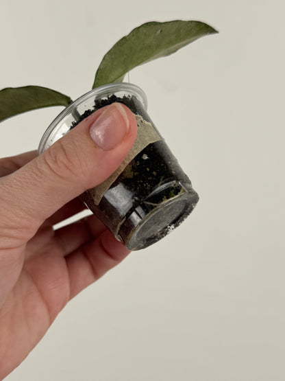 Hoya Carnosa 'Nova Ghost' (C)