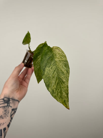 Epipremnum Pinnatum Tricolor Mint Variegated (E)