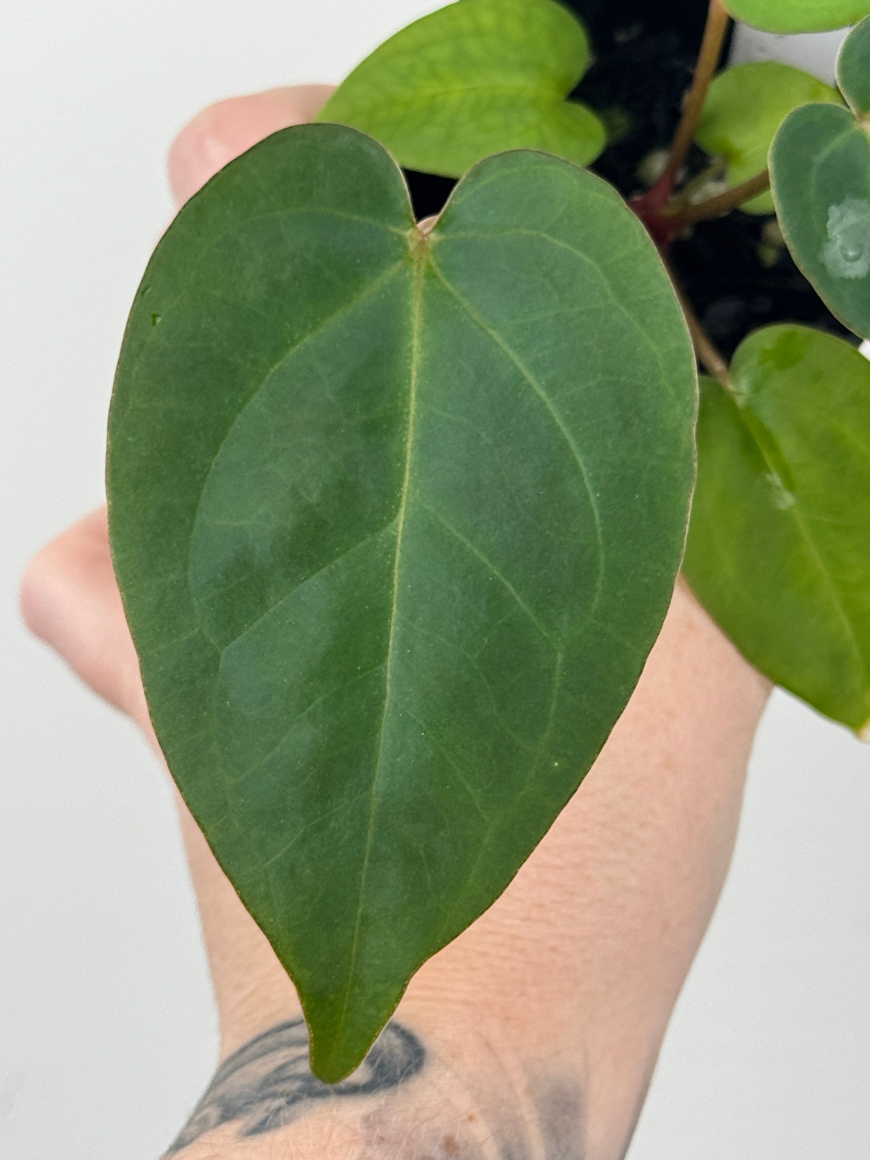 A7 Anthurium ['Antioqua' x (Carla x Bess)] x (RVDP x Kuna)