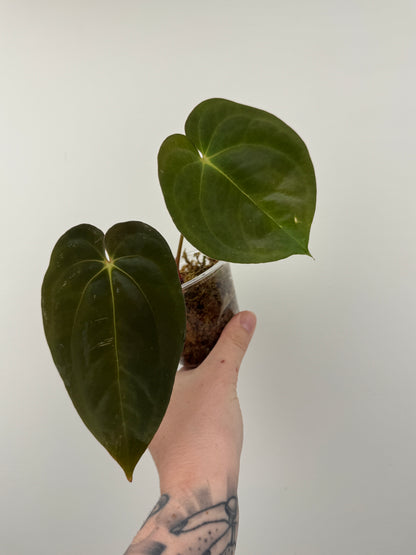 Anthurium Papillilaminum 'RA6' x BVEP 'Swamp Raisin'