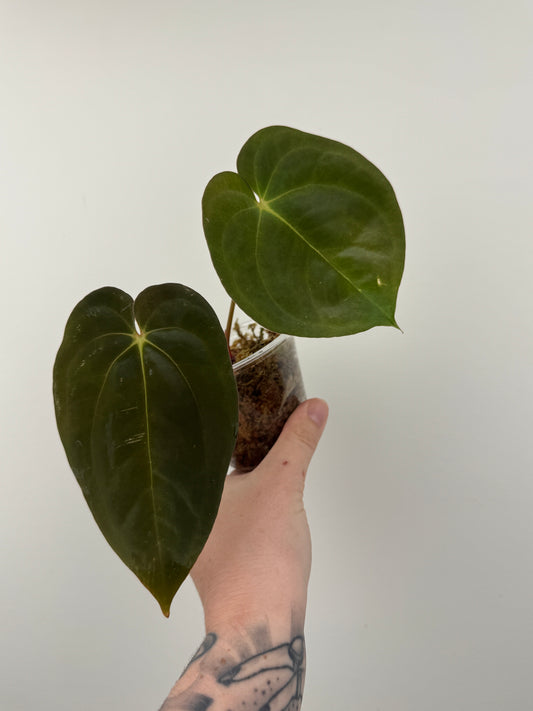 Anthurium Papillilaminum 'RA6' x BVEP 'Swamp Raisin'
